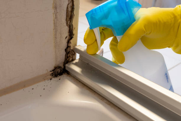 Certified Mold Removal in Perry, MI