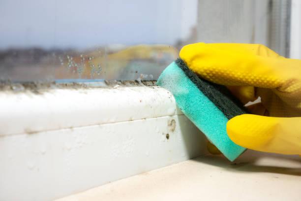 Mold Testing and Removal in Perry, MI
