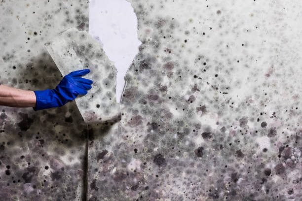 Best Fast Mold Removal  in Perry, MI