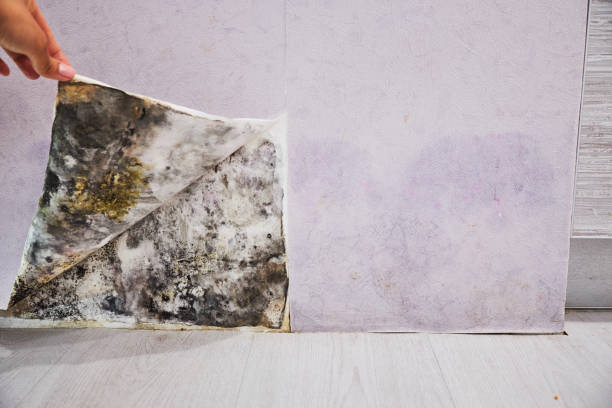 Best Emergency Mold Removal  in Perry, MI
